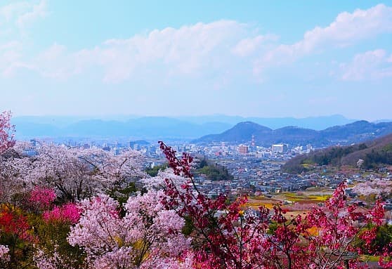 桜と福島市街地